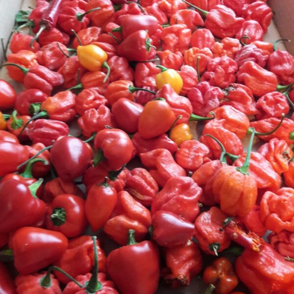 Chilipulver / Habanero – Bild 3