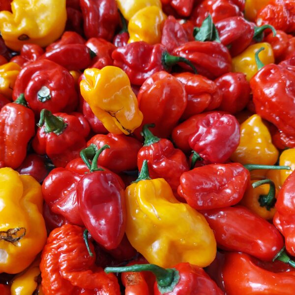 Chilipulver / Habanero – Bild 2